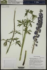 Delphinium occidentale image