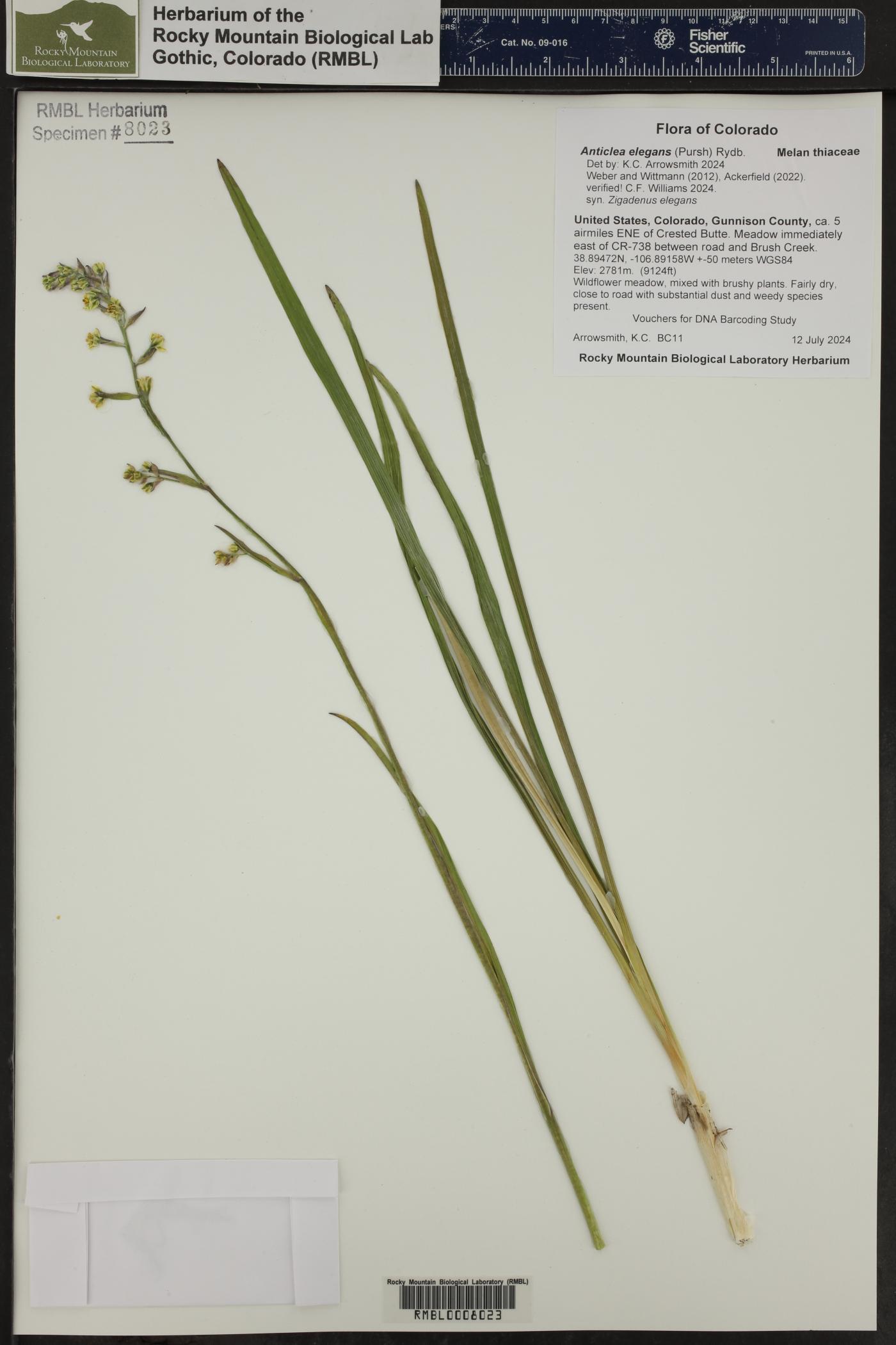 Anticlea elegans image