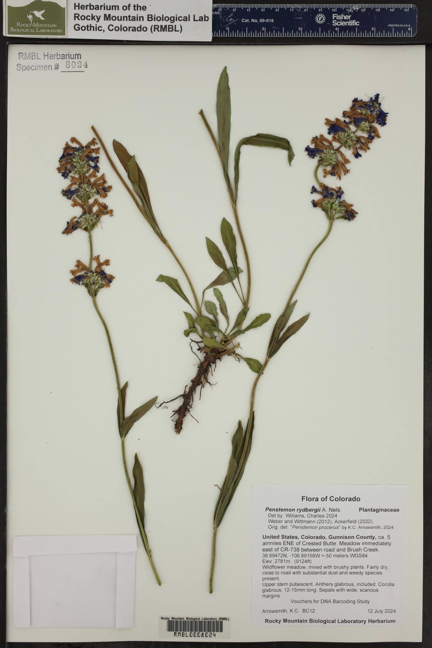 Penstemon rydbergii image