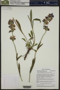Penstemon rydbergii image