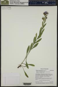 Erigeron speciosus image