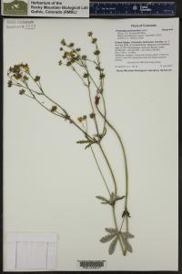 Potentilla pulcherrima image