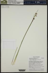 Sisyrinchium montanum image