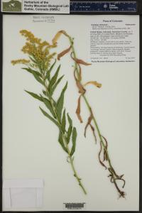 Solidago altissima image