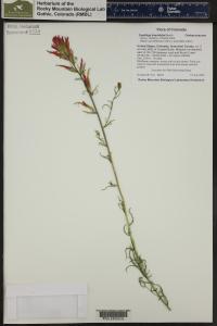 Castilleja linariifolia image