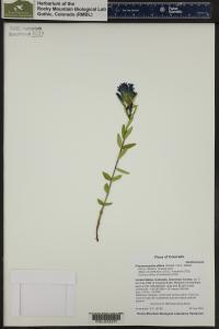 Gentiana affinis image