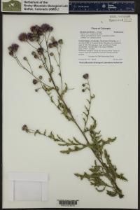 Cirsium arvense image