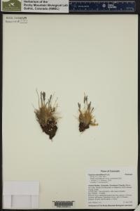 Festuca minutiflora image