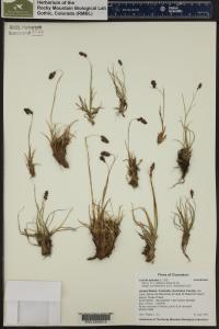 Luzula spicata image
