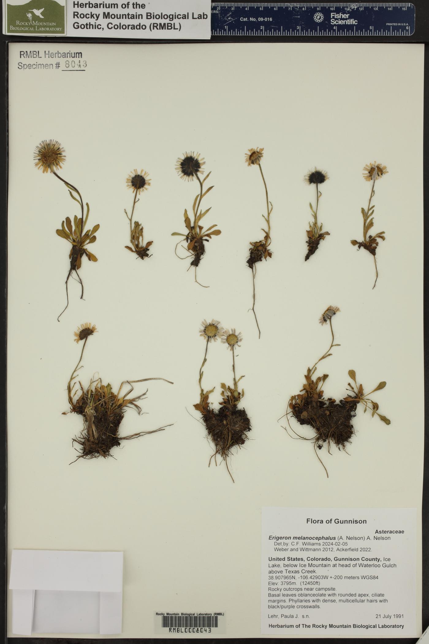 Erigeron melanocephalus image