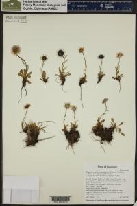 Erigeron melanocephalus image