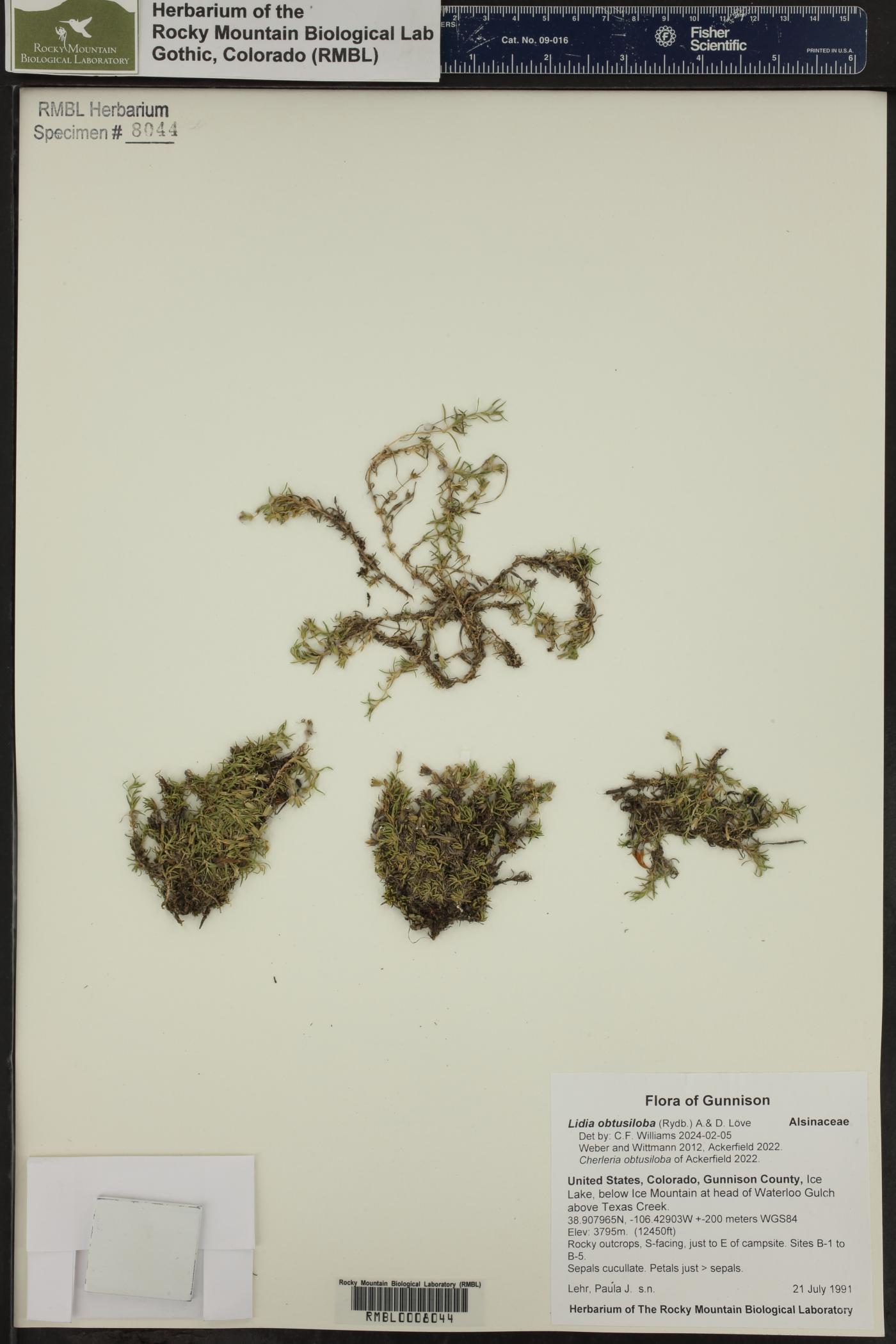 Cherleria obtusiloba image