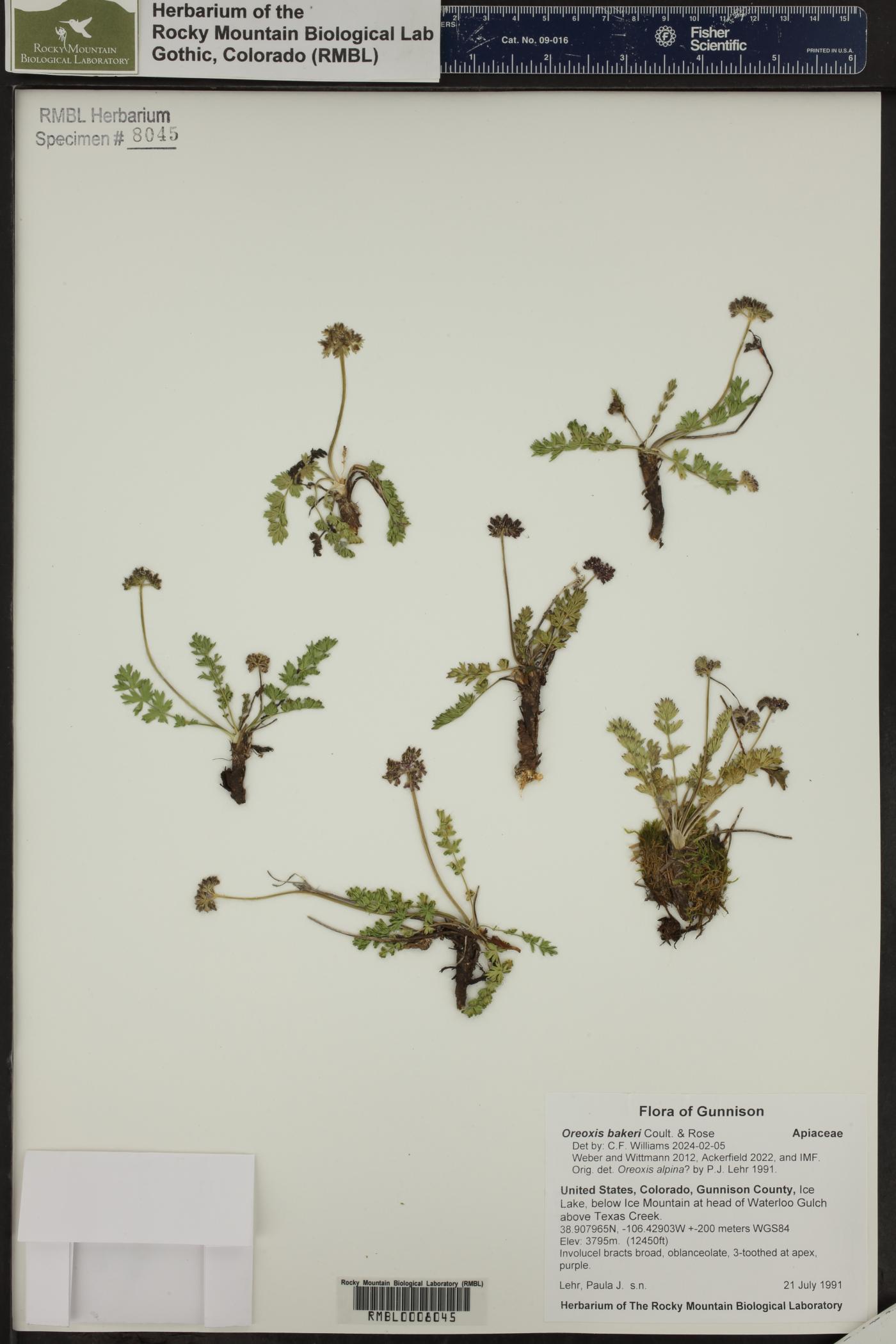 Oreoxis bakeri image