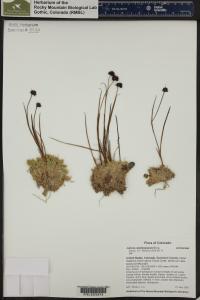 Juncus mertensianus image