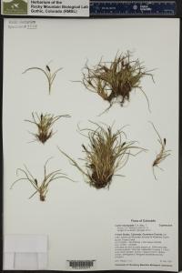 Carex micropoda image