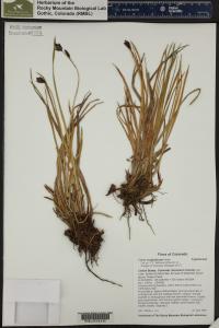Carex scopulorum image