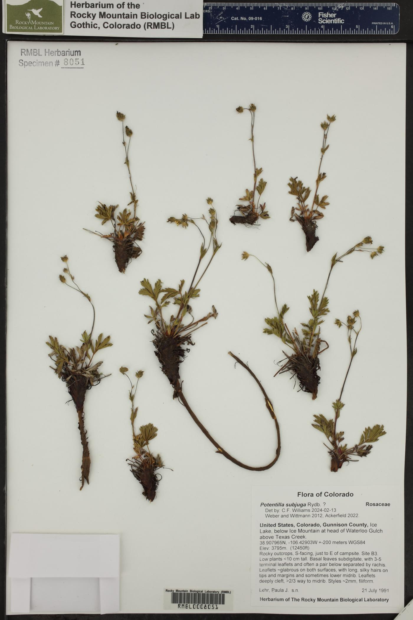 Potentilla subjuga image