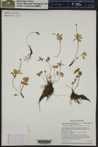 Ranunculus eschscholtzii image