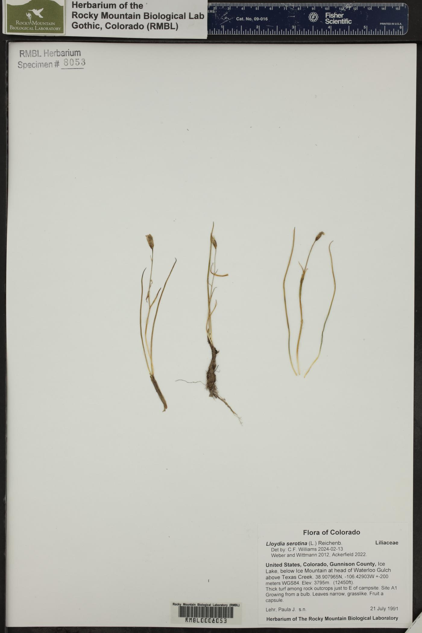 Gagea serotina image