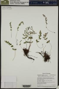 Cystopteris fragilis image