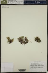 Selaginella densa image