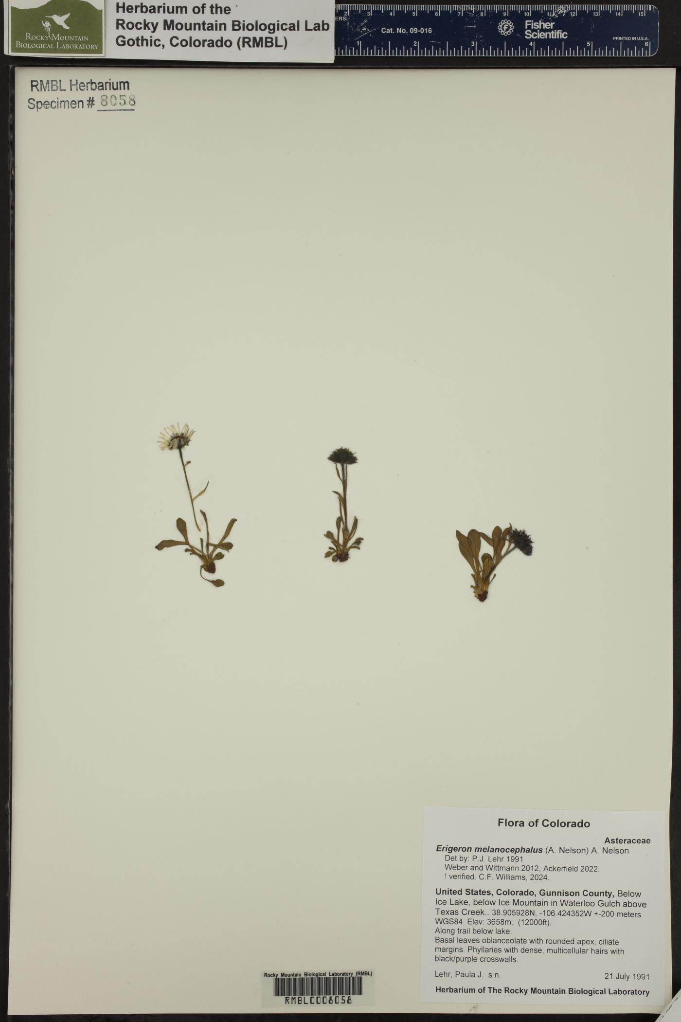 Erigeron melanocephalus image