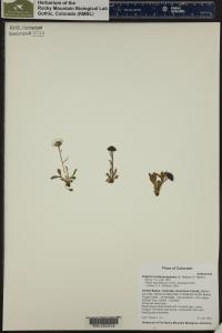 Erigeron melanocephalus image