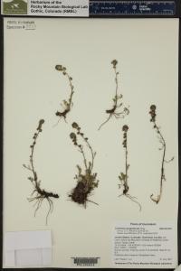 Artemisia scopulorum image