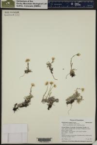 Antennaria rosea image