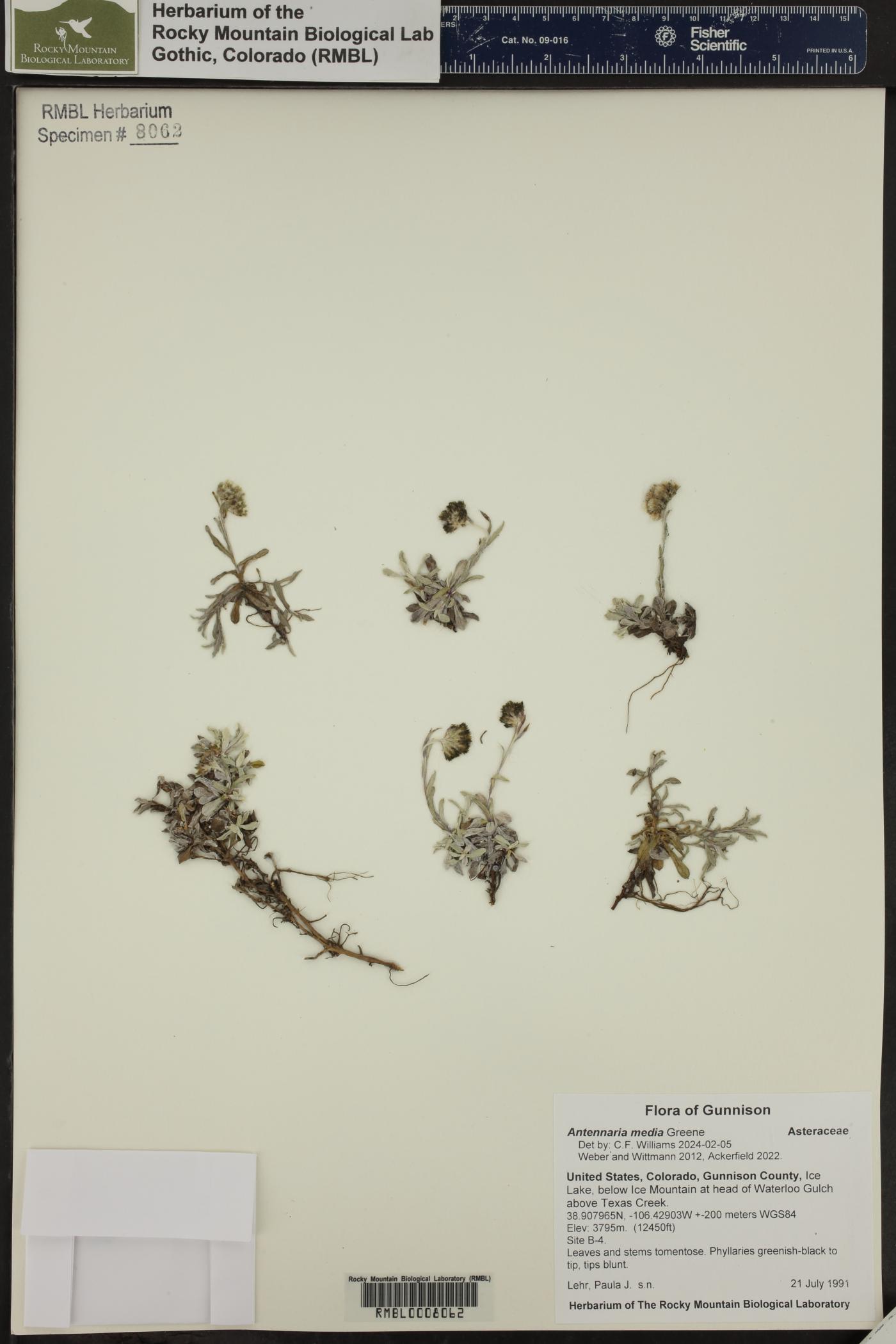 Antennaria media image
