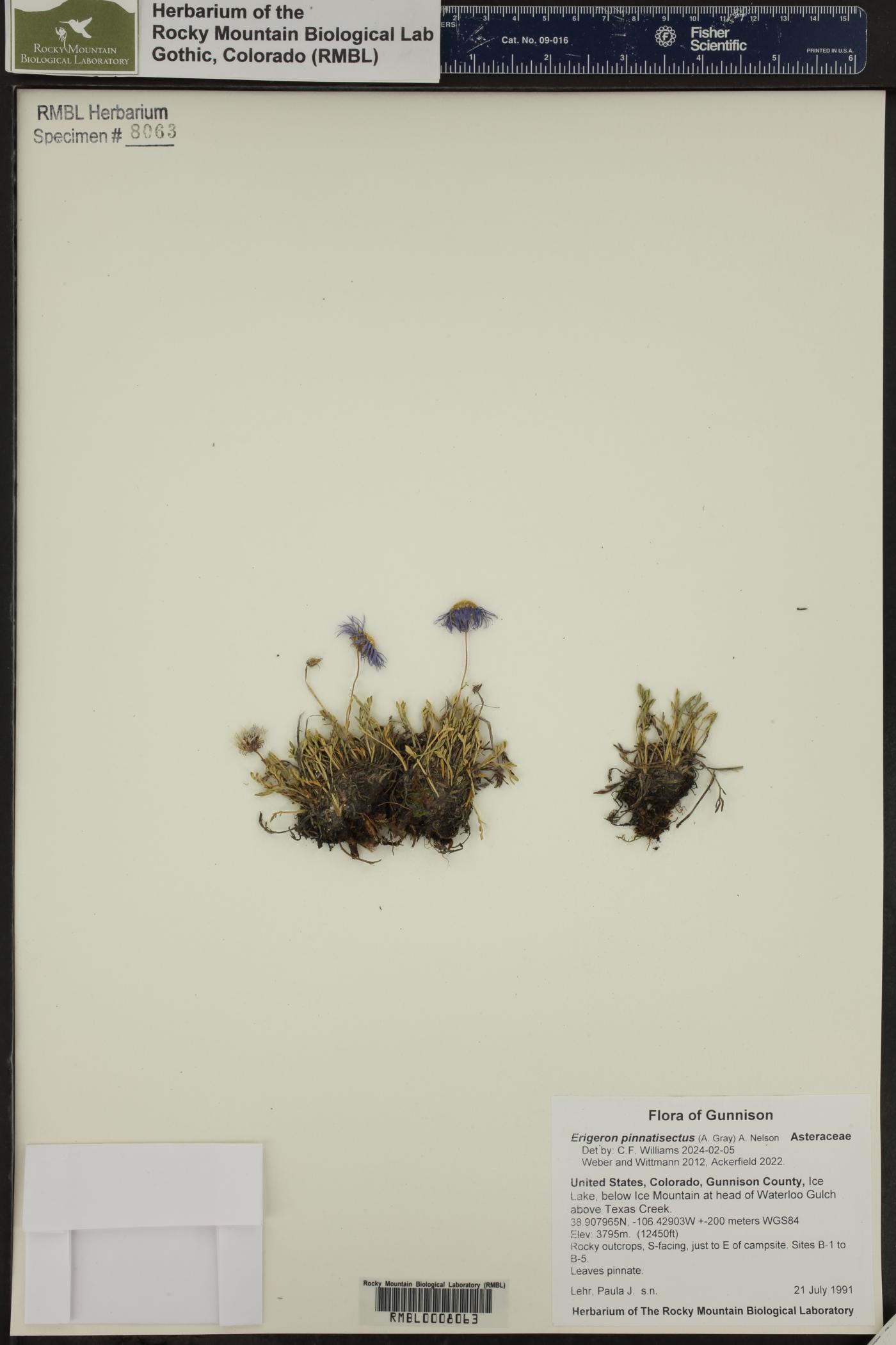 Erigeron pinnatisectus image