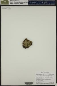 Selaginella densa image