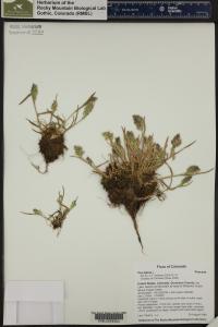 Poa alpina image