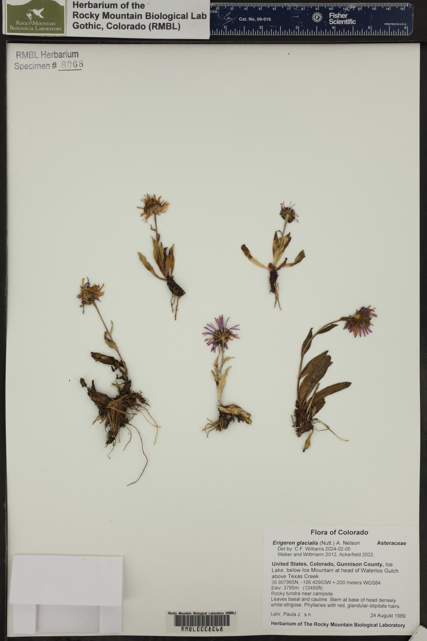 Erigeron glacialis image