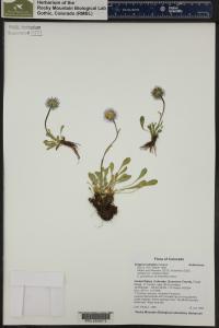 Erigeron simplex image