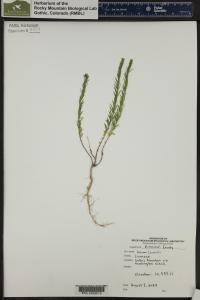 Linum lewisii image