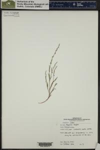 Polygonum douglasii image
