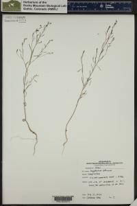 Gayophytum diffusum image