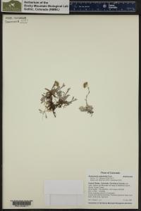 Antennaria umbrinella image