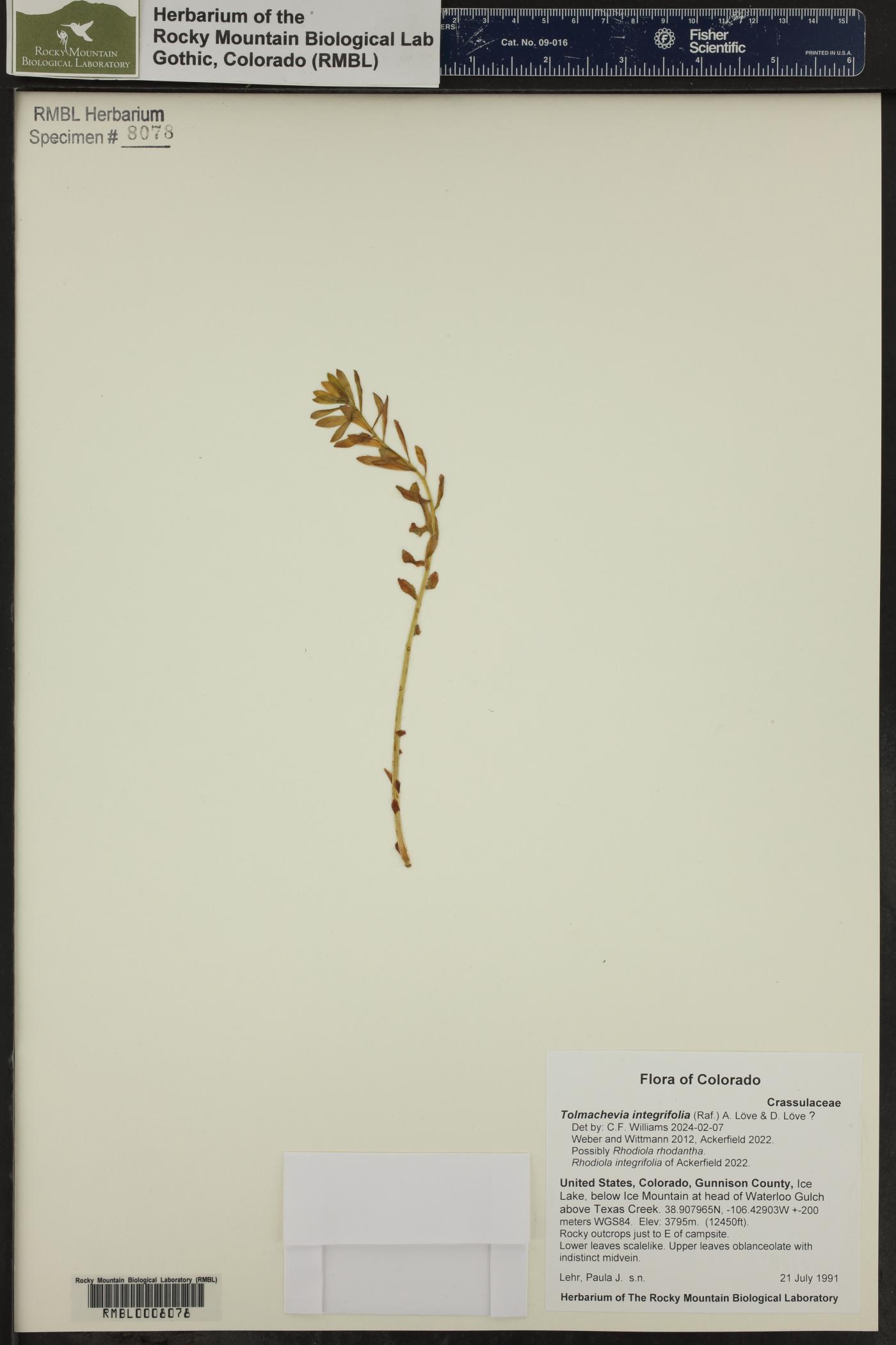 Tolmachevia integrifolia image