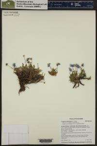 Erigeron leiomerus image
