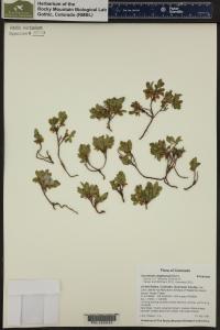 Vaccinium cespitosum image