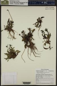 Penstemon whippleanus image