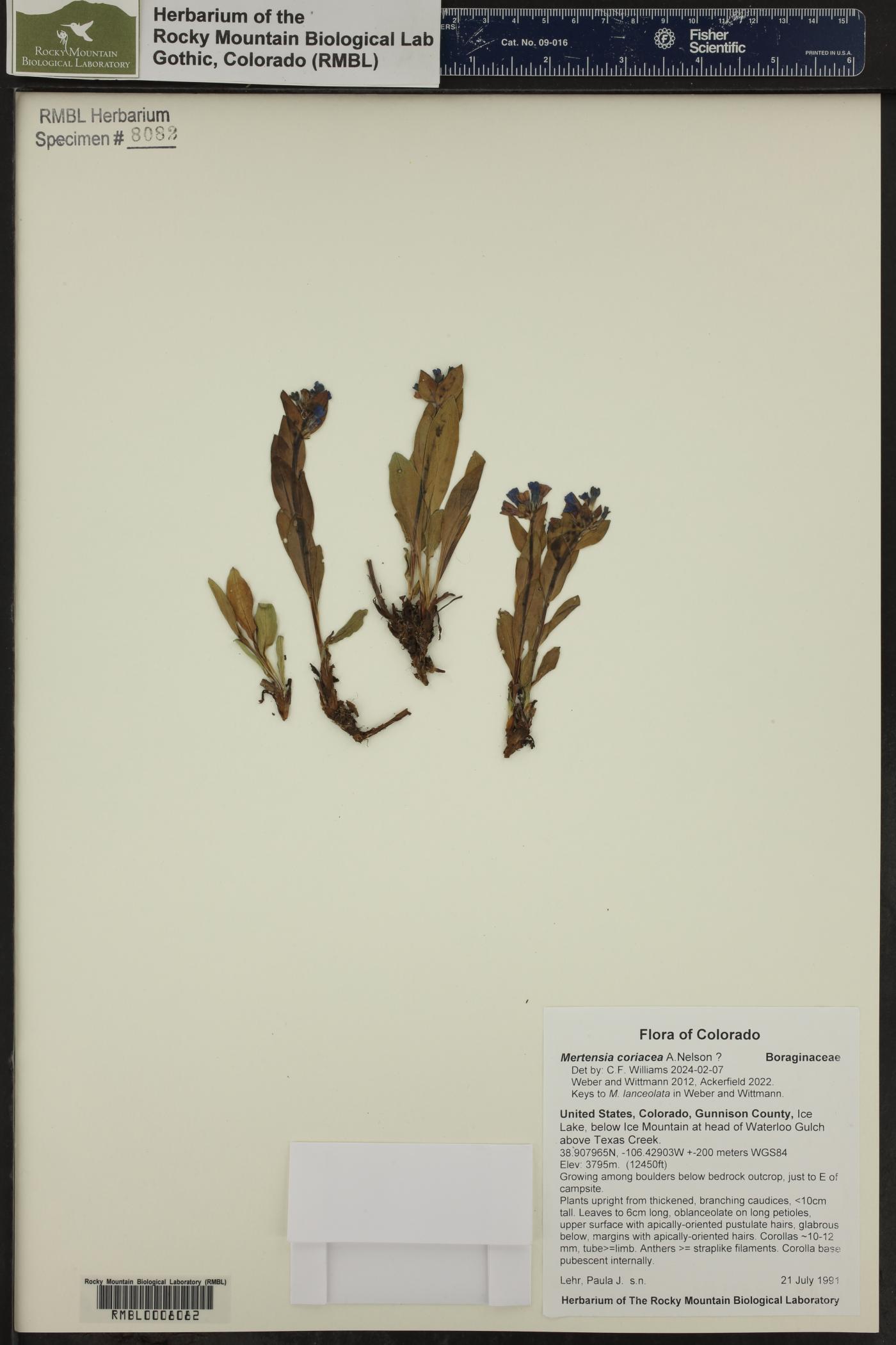 Mertensia coriacea image