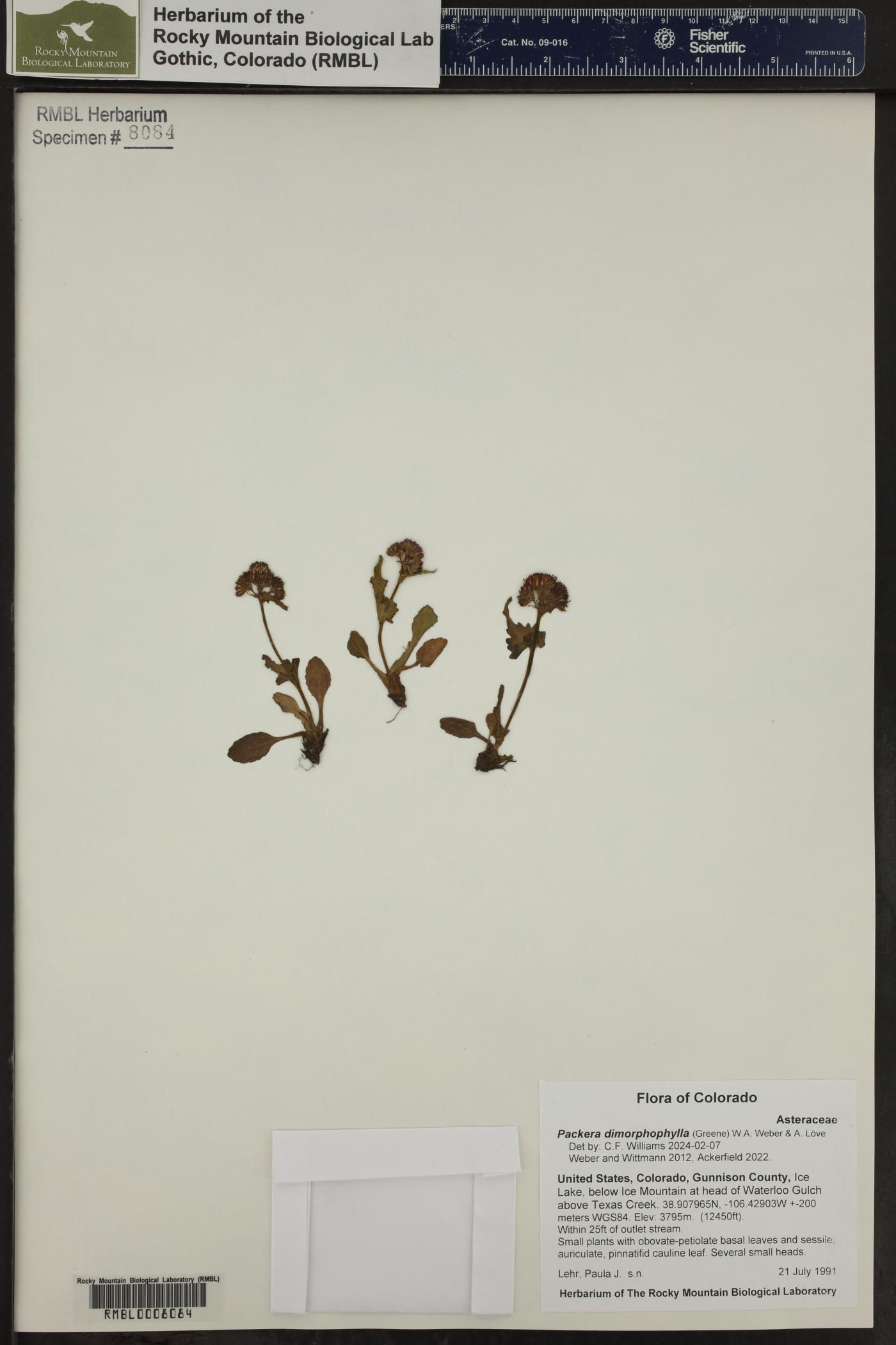 Packera dimorphophylla image
