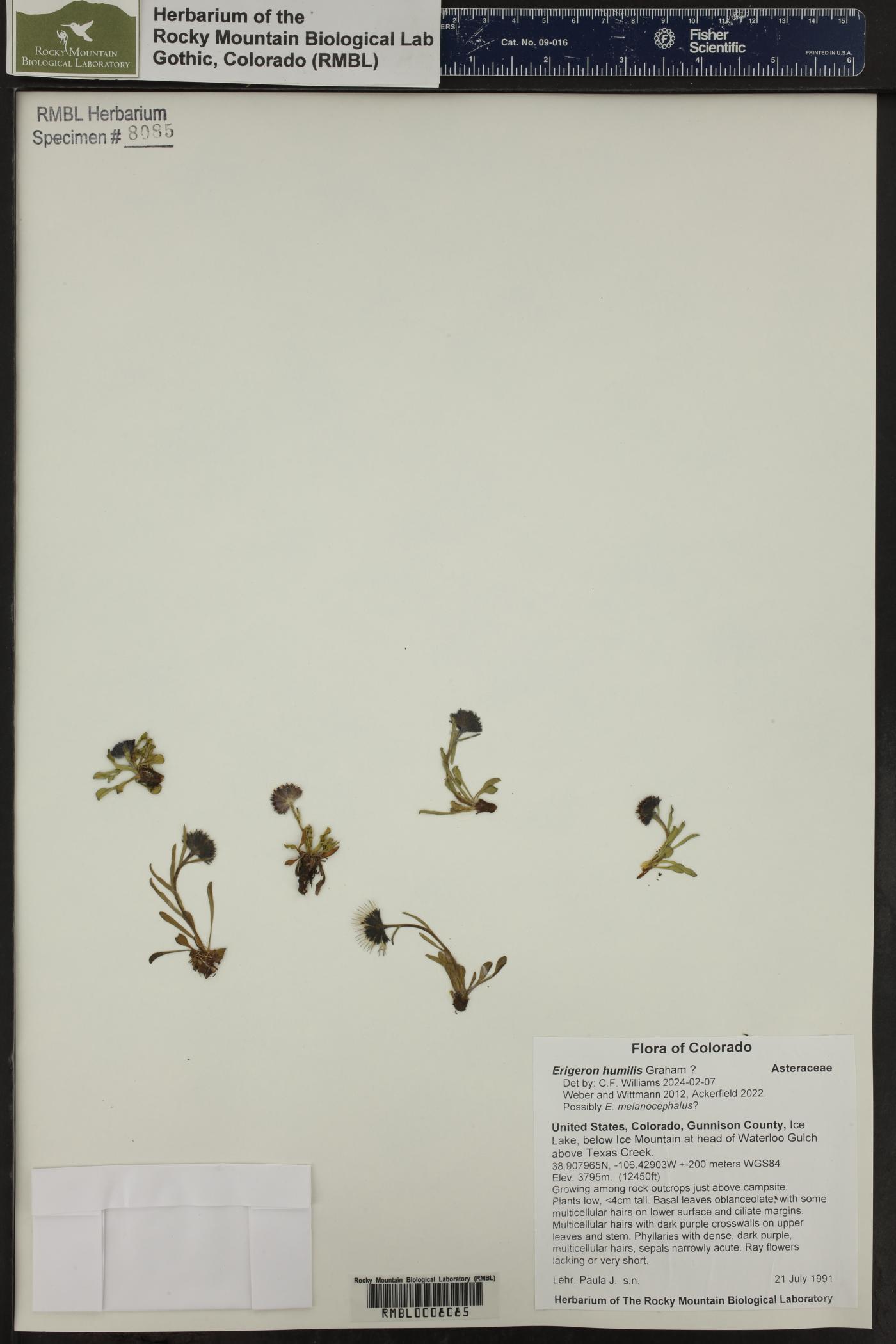 Erigeron humilis image
