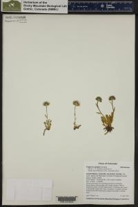 Erigeron simplex image