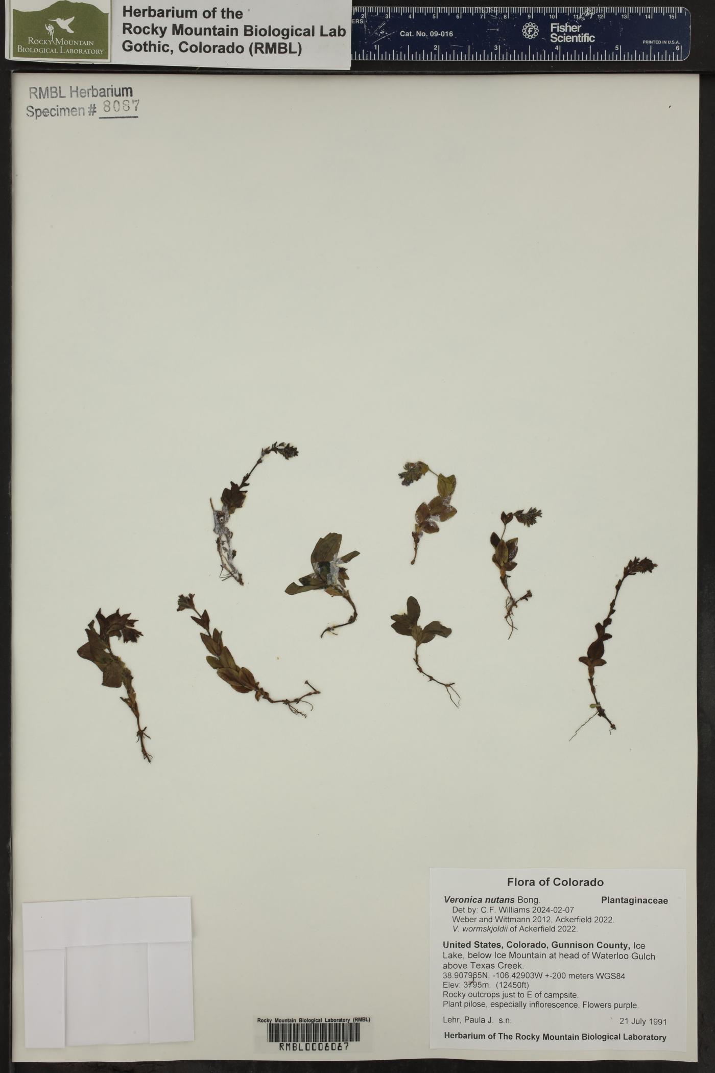 Veronica wormskjoldii image