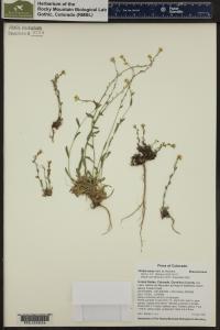 Draba aurea image