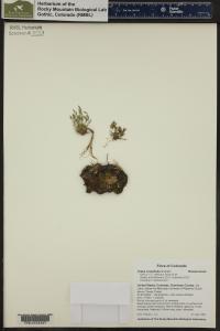 Draba crassifolia image
